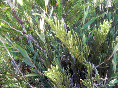 Lepidothamnus fonkii