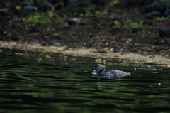 Podilymbus podiceps podiceps