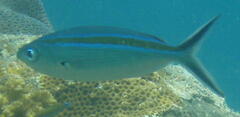 Caesio caerulaurea