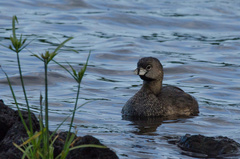 Podilymbus podiceps podiceps
