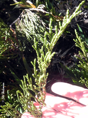 Lepidothamnus fonkii