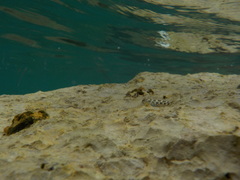 Coryphoblennius galerita
