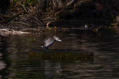 Podilymbus podiceps podiceps