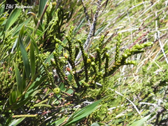 Lepidothamnus fonkii