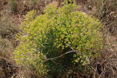 Cachrys sicula