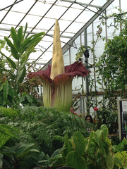 Amorphophallus titanum