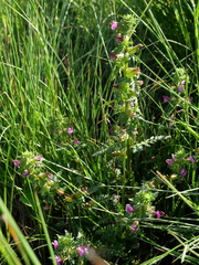 Pedicularis palustris palustris