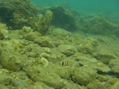 Serranus hepatus