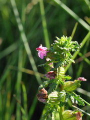 Pedicularis palustris palustris