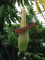 Amorphophallus titanum