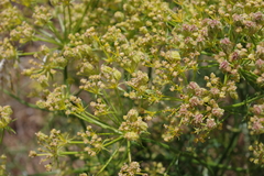 Cachrys sicula