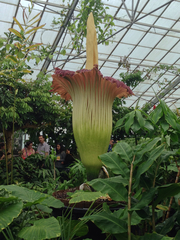 Amorphophallus titanum