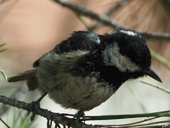 Periparus ater