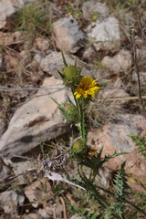 Scolymus grandiflorus