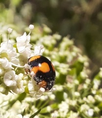 Brachiacantha decora