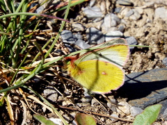Colias phicomone