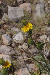 Scolymus grandiflorus