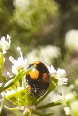 Brachiacantha decora