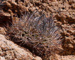 Eriosyce eriosyzoides