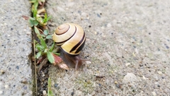 Cepaea nemoralis