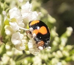 Brachiacantha decora