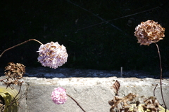 Hydrangea macrophylla