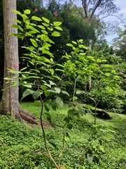 Jatropha integerrima