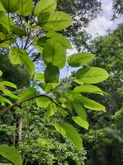 Jatropha integerrima