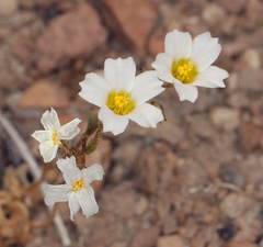 Linanthus inyoensis