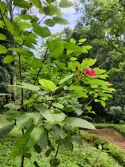Jatropha integerrima