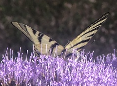 Iphiclides podalirius