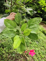 Jatropha integerrima