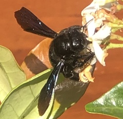 Xylocopa