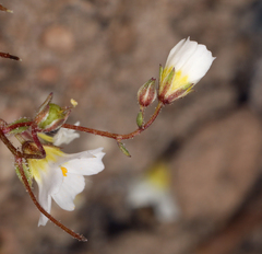 Linanthus inyoensis