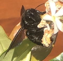 Xylocopa
