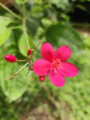 Jatropha integerrima