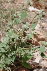 Pseudodictamnus hispanicus