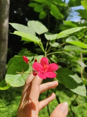 Jatropha integerrima