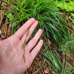 Carex pediformis