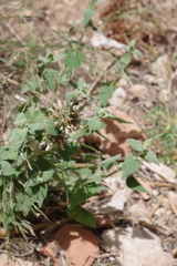 Pseudodictamnus hispanicus