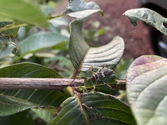 Armillatus