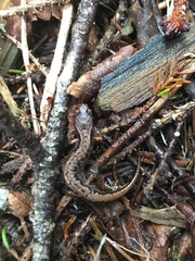 Desmognathus wrighti