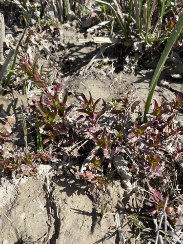 Epilobium hornemannii iNat (3)