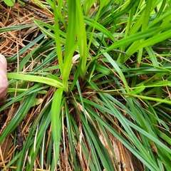 Carex pediformis