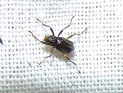 Macronychus glabratus