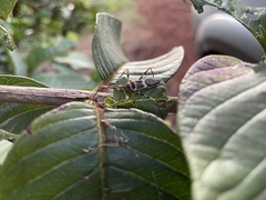 Armillatus