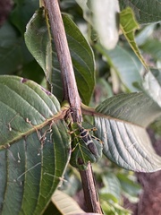 Armillatus