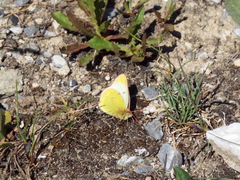 Colias phicomone