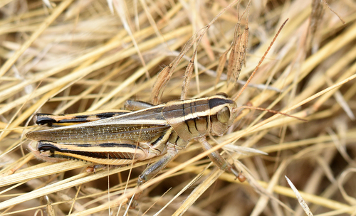 Two-striped Grasshopper, photo 3 of 9