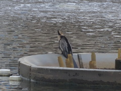 Anhinga anhinga leucogaster